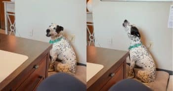 Lost Dog’s Mournful Howl Has a Million People Searching for His Family