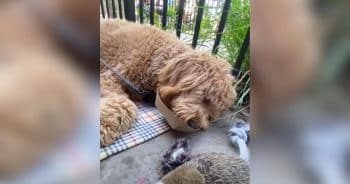 Dog Gets So Excited About His Favorite Things He Immediately Falls Asleep