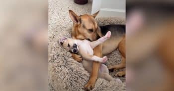 His Family Adopted a Puppy, but This Rescue Dog Is Pretty Sure It’s His Baby