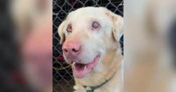 Blind Dog Survives Terrifying Night Alone After Being Dumped in Desert