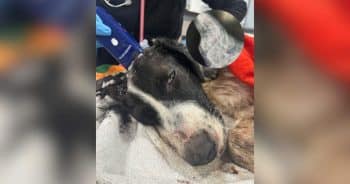 Frightened Young Dog Found in Culvert Finally Has People She Can Trust
