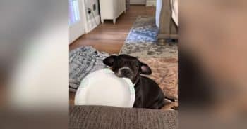 Rescue Dog Wants Chinese Food So Bad, and Honestly, We Get It