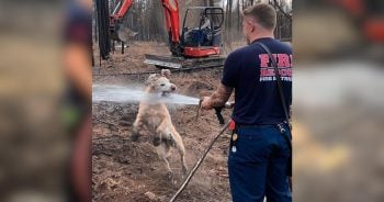 Dog Turns Firefighters’ Routine Call Into the Best Backyard Adventure