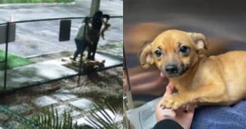 Someone Tossed This Tiny Chihuahua Over a Dog Park Fence and Walked Away