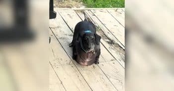 ‘Frank the Tank’ Could Barely Move Until His New Family Changed Everything