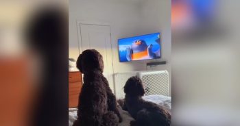 Dogs Love Netflix’s ‘Sealook,’ and Their Vision May Explain Why