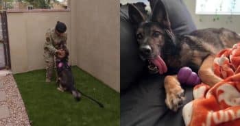 Airman Had to Leave Her K9 Partner Behind, but Their Story Wasn’t Over