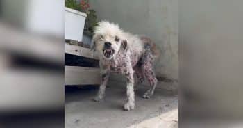 Senior Dog Greets Rescuers the Same Way Every Time, and It’s Not With Kisses