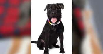 Dog Waits More Than 1,900 Days for a Home, Then a Photographer Steps In