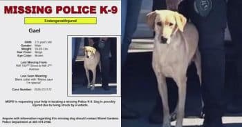 Police K-9 Struck by Car After Bolting From Patrol Vehicle Is Still Missing