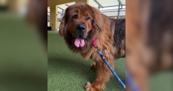 Shelter Takes In a Breed They Don’t See Every Day, and She’s 99 Pounds of Fluff