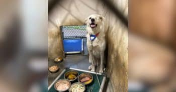 Photos Taken 432 Days Apart Show What Waiting Did to This Shelter Dog
