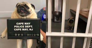 Runaway Pug Gets ‘Arrested’ and Her Mugshot Helps Police Crack the Case