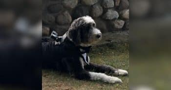 Couple Puts a GoPro  on Their Dog and Sees Their Wedding Through His Eyes