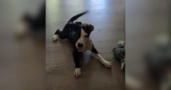 Puppy Who Couldn’t Take a Single Step Surprises Foster Mom by Walking Across the Room