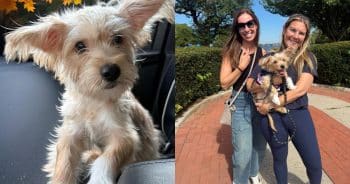 Puppy’s First Mom Loved Him Enough to Make an Impossible Decision