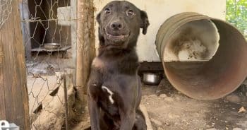 Family Says Dog Is Too Old, Then Rescuers Discover a Very Different Story