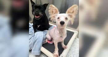 Shelter Calls Them ‘Mismatched Peas in a Pod,’ but These Dogs Belong Together
