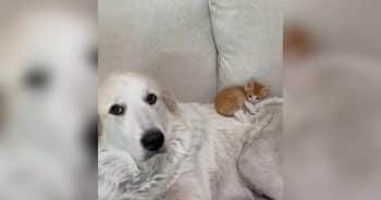 Shy Kitten Meets a Dog 100 Times His Size and Finds an Unexpected Best Friend