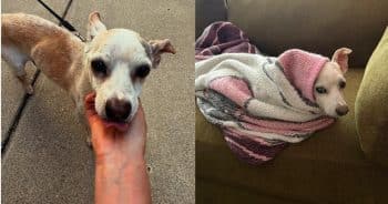 Stray Dog Carried an Enormous Weight for Years Until Rescuers Set Him Free