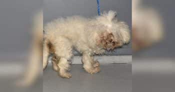 Dog Found in a Cardboard Box Was Afraid of Everyone Until Her New Mom Arrived
