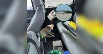 Dog Sends an Entire Airport on a Chase Before Landing the Perfect Home