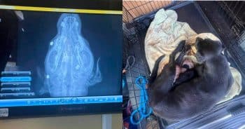 Mama Dog Found Shot in the Face Used Last of Her Strength to Nurse Newborn Puppies