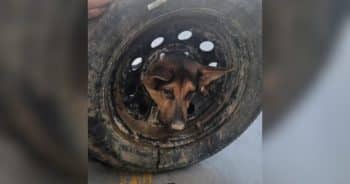 Puppy Found Stuck in a Tire Gets a Second Chance and the Perfect Name