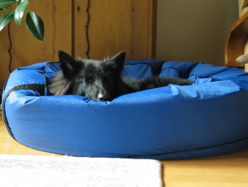 6 Best Dog Air Mattresses & Inflatable Dog Beds
