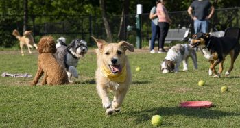13 Things Your Dog Needs to Be the Most Popular Pup at the Dog Park