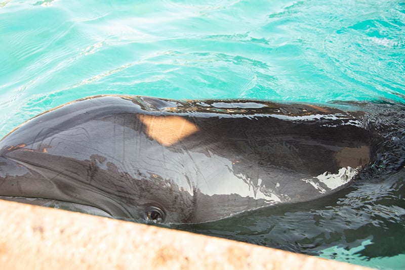 Americans Have Had Enough of Dolphins in Tanks, New PETA Poll Shows