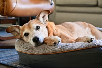 14 Best Fancy Dog Beds