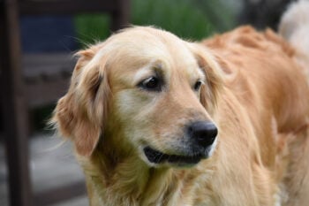 5 Remedies & Supplements For Your Golden Retriever’s Diarrhea, Gas, Vomiting, or Upset Stomach