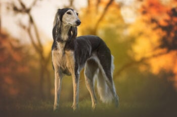 5 Remedies & Supplements For Your Greyhound’s Diarrhea, Gas, Vomiting, or Upset Stomach