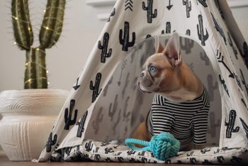 8 Best Teepee Dog Beds