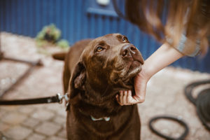 10 Times Probiotics Are Especially Beneficial To Your Dog