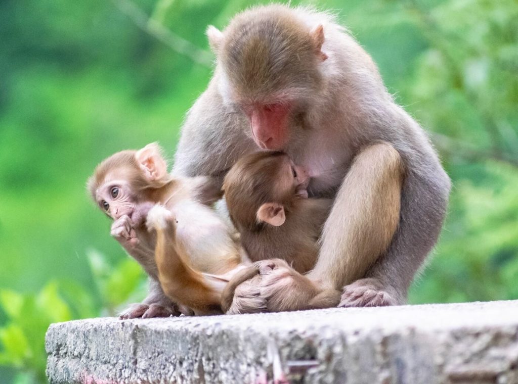After Years of Cutting Into Monkeys’ Skulls, This Experimenter’s Program Has Collapsed