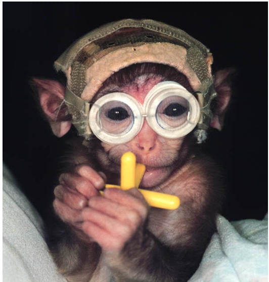 ‘I Have to Publish’: UW Experimenter Explains Why He Torments Baby Monkeys