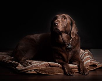What Is The Best Dog Bed For Arthritis? 7 Great Products