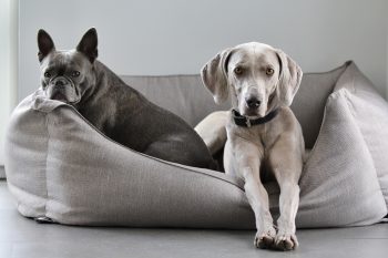 11 Best Dog Beds with Bolsters