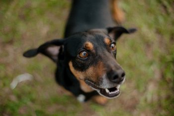 The Top 6 Ways To Give Your Pup The Probiotics He Needs