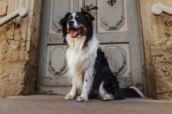 15 Ways Dogs Show Pure, Unshakable Loyalty