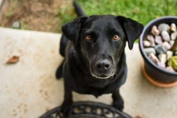 11 Patient Dog Breeds That Know How To Wait Their Turn