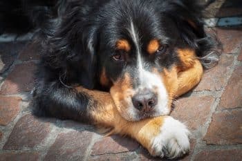 15 Dog Breeds With Giant Paws You Can’t Miss