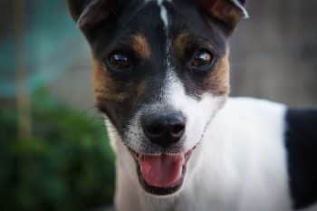 11 Surprising Facts About Dog Whiskers You’ll Wish You Knew Sooner