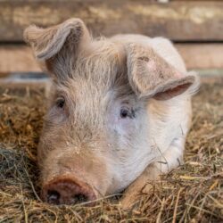 What farmed animal is your favorite?