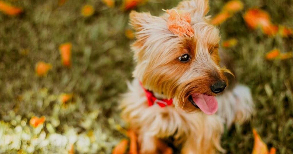 21 Fall Dog Dangers To Avoid This Autumn