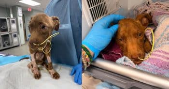 Puppy Found Barely Alive on Houston Streets Takes First Steps Toward a New Life