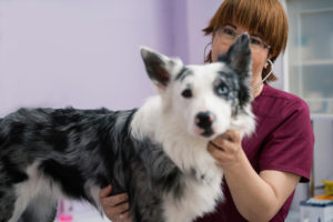 Ask A Vet: Should I Give My Dog A Probiotic?