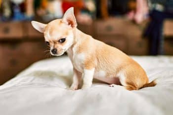 Scientists Find Coyote DNA Hiding in the Chihuahua Family Tree